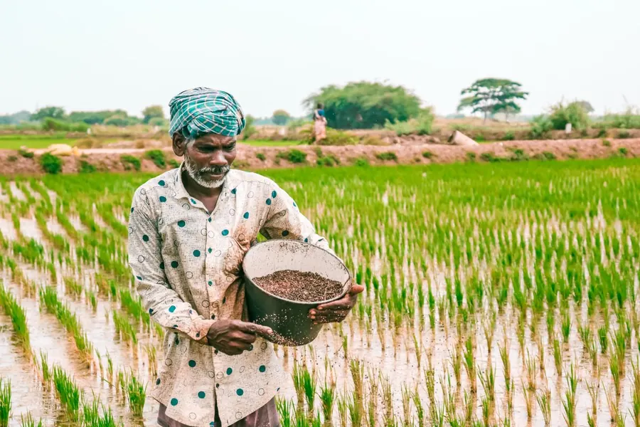 Farmer working in a green paddy field