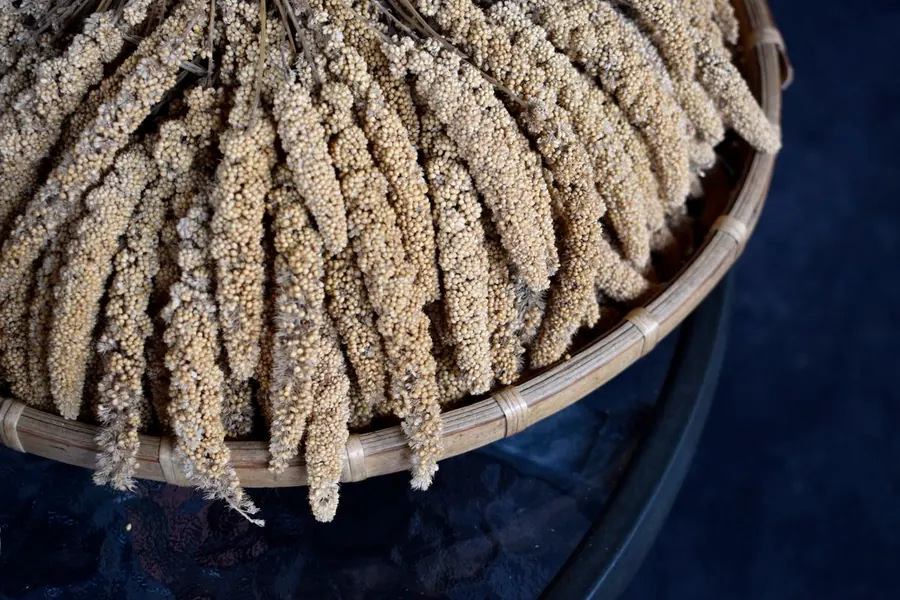 Millet heads in a traditional bamboo winnower
